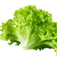 lettuce_65ebf6d5e155a.jpg